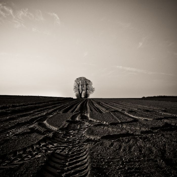 Arbre#3